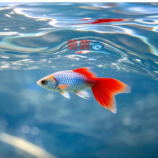 特色小海鲜辰宣百货