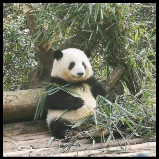 豆丁小可爱520