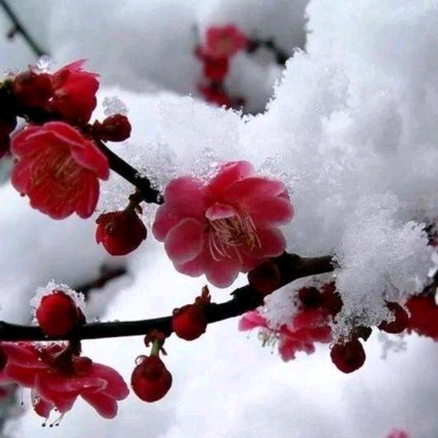 踏雪寻梅