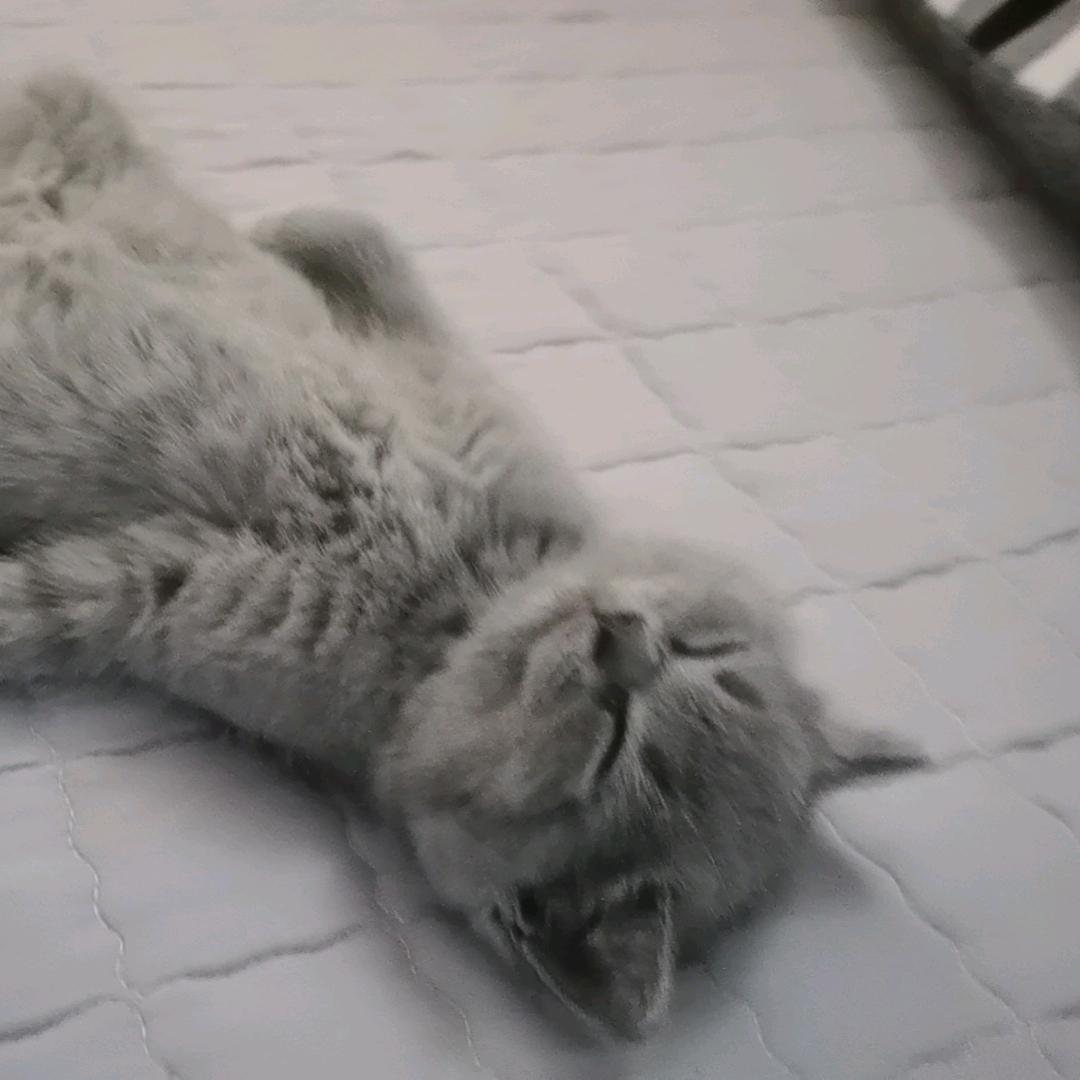 苏￡
