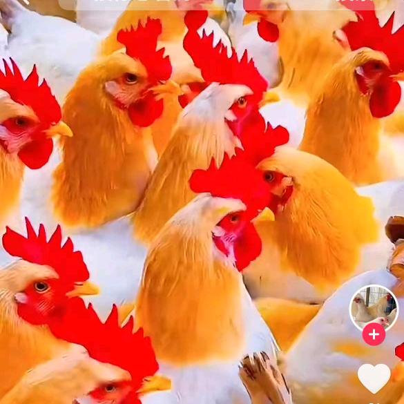 禽疏宝三农优选