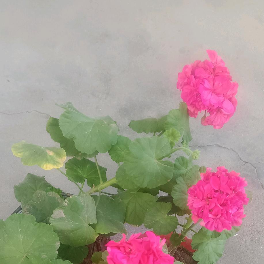 小兵