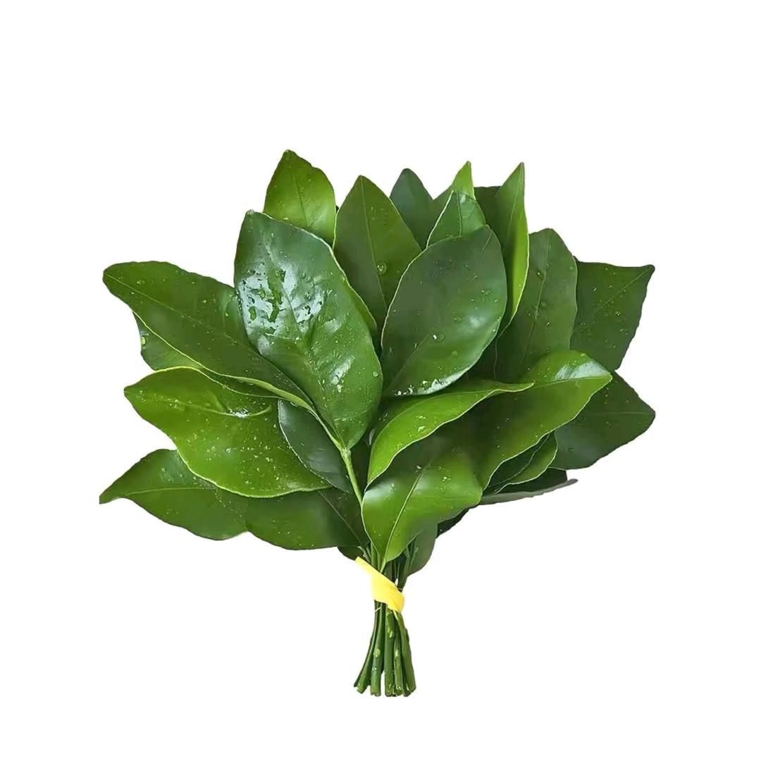 莳月