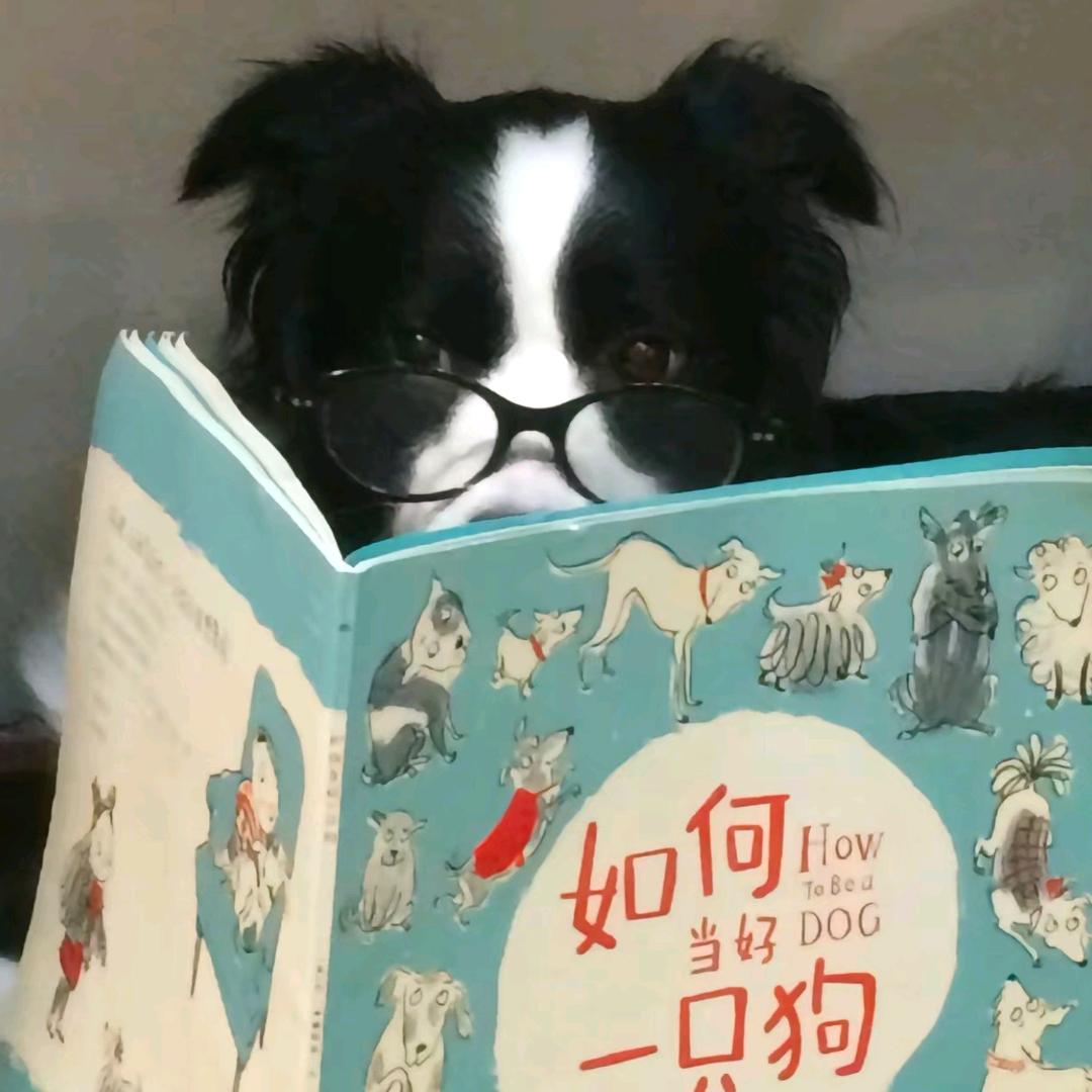 孤傲羊驼