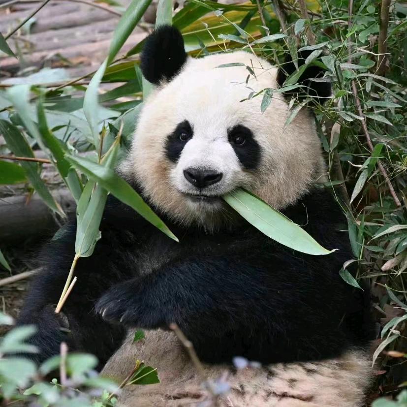 一朵浮云