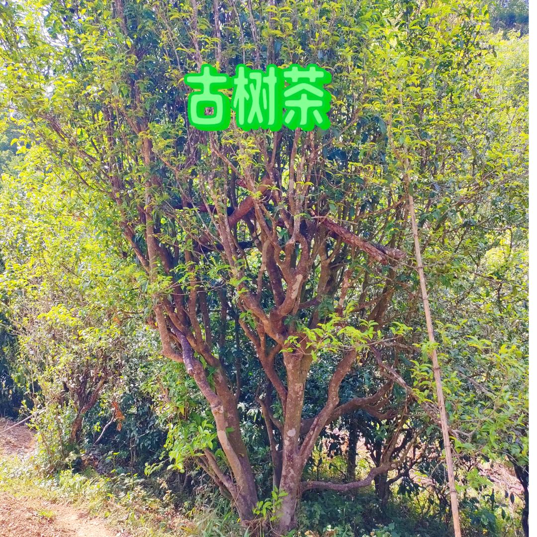 茶园源头茶农