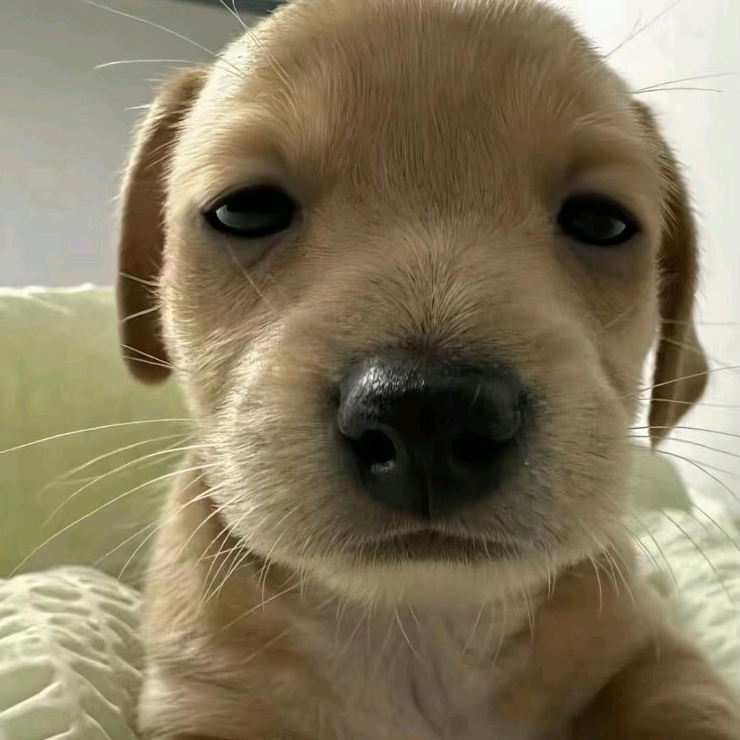 呢妈你看你