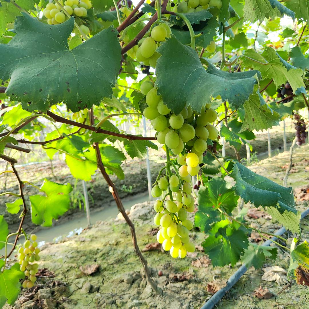葡萄🍇小钱