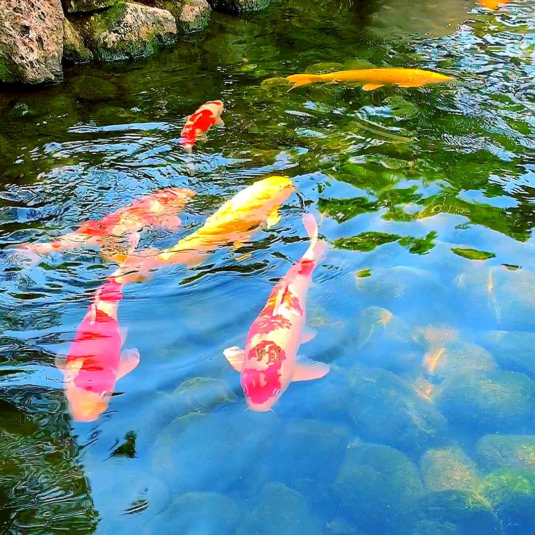 锦鲤铢