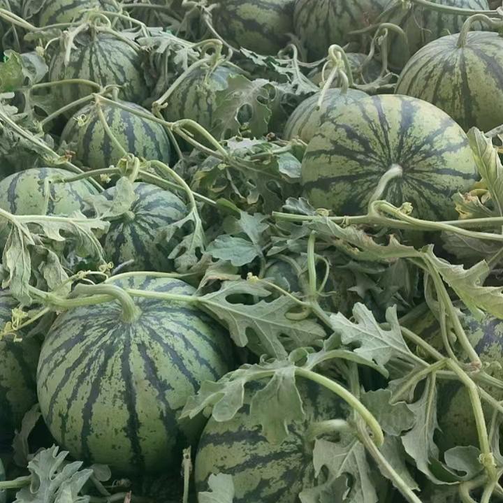 华哥智慧冷城水果批发代收代发各种水果