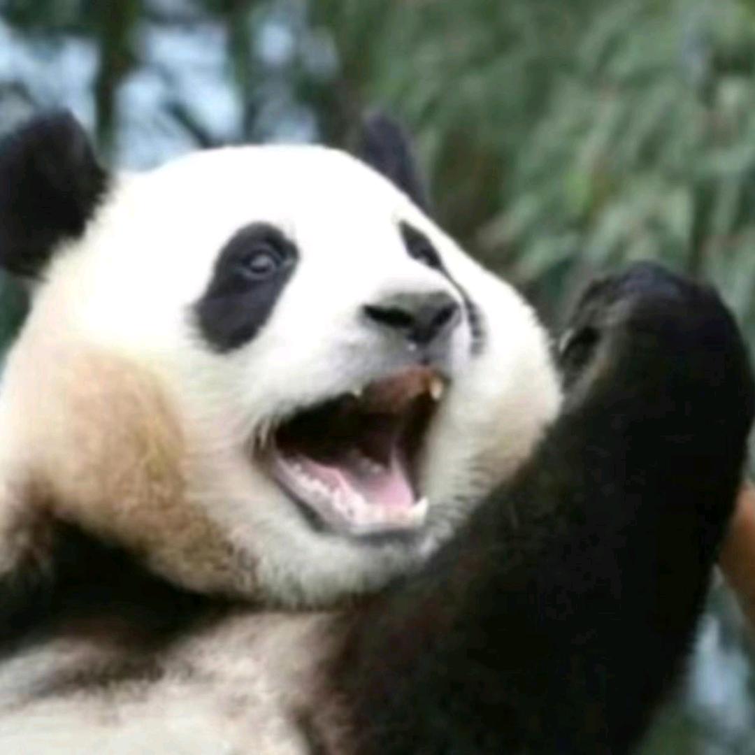 冤总（沈阳卷卷薯条大王）