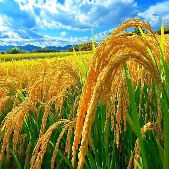 六硐粮油加工厂