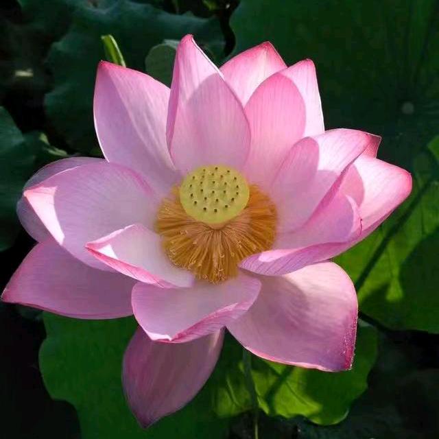 宝宝