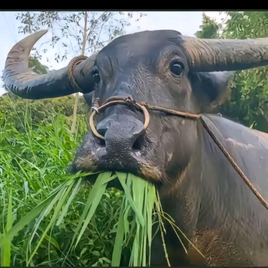 美梦总是被尿憋醒