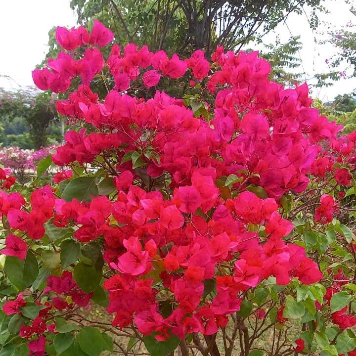 我爱你一生一世