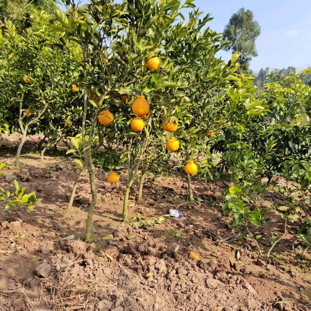 彭妹的温馨苗圃