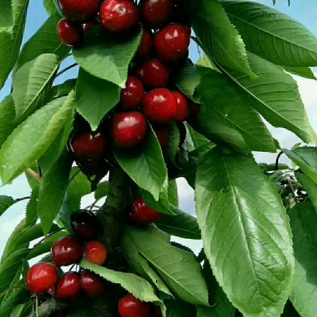 宝鸡樱桃，葡萄小哥（代办）