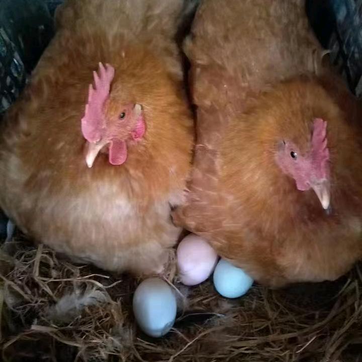 蛋鲜鲜生态养殖土鸡蛋