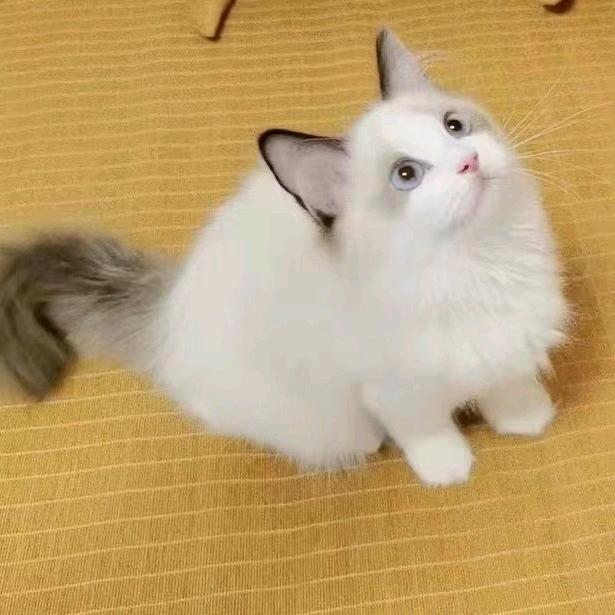 卦妃