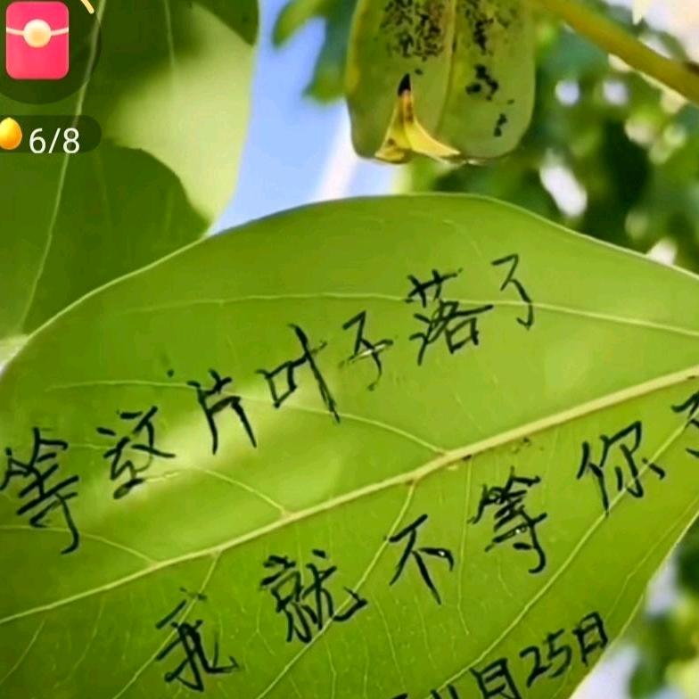 心语无声