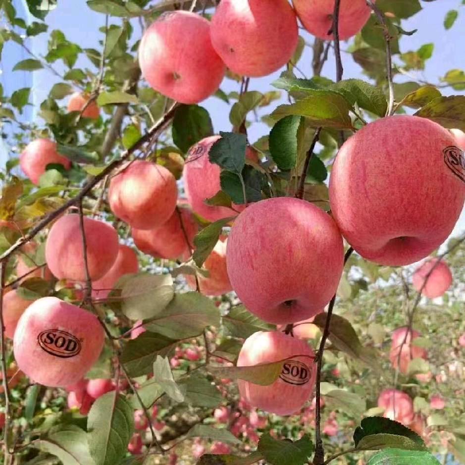 专职种苹果的谭