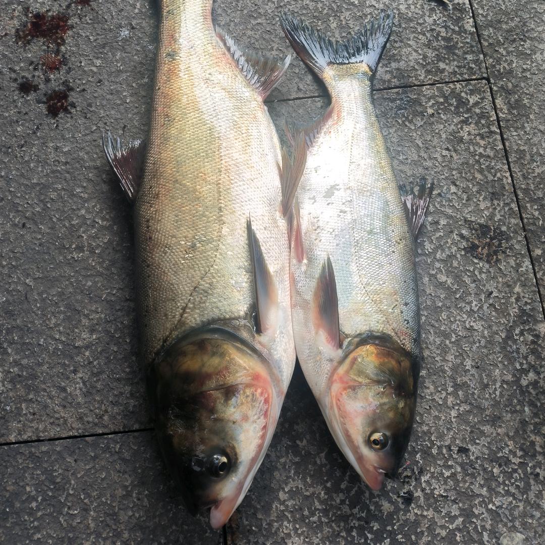 大王叫我来巡山！◎15