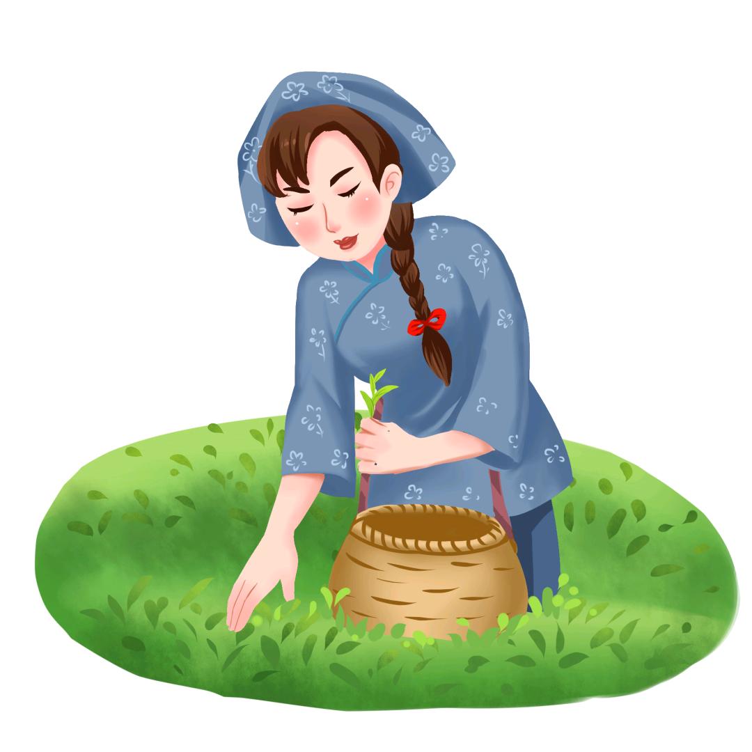 露露的百亩茶山