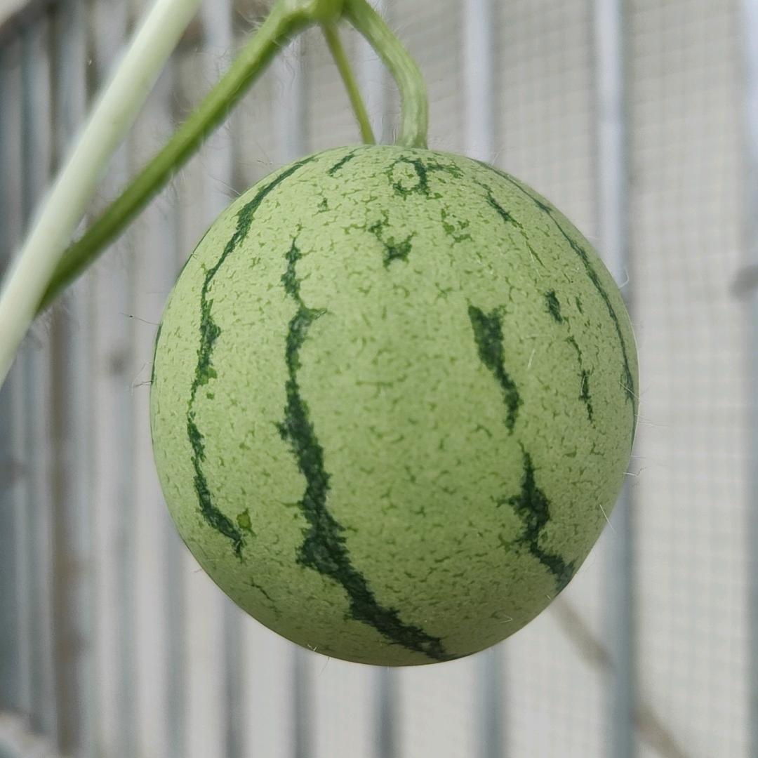 小西瓜