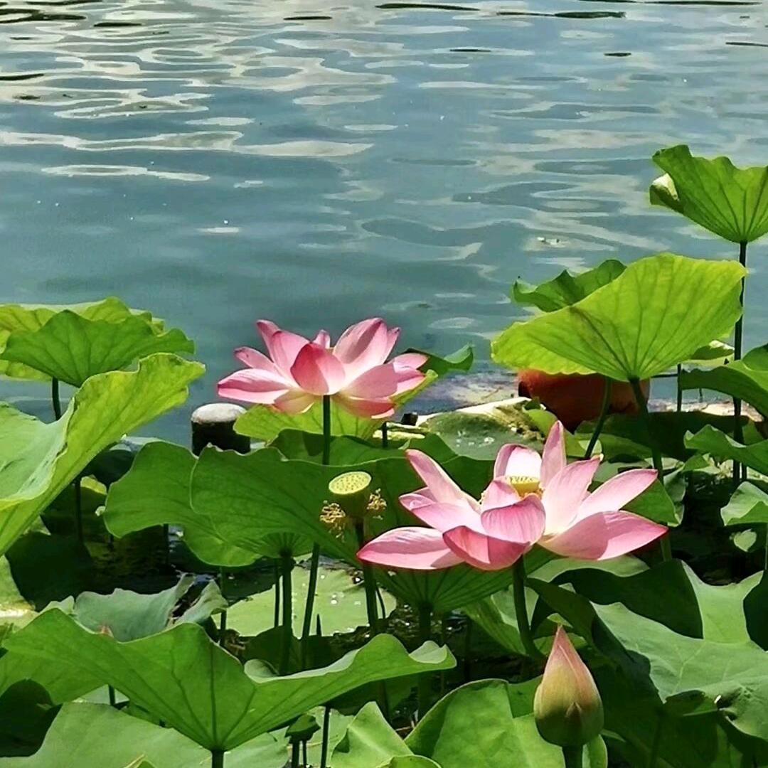 春暖花开(晚上8点半)