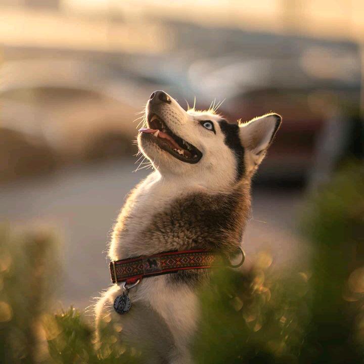 晨翔哥