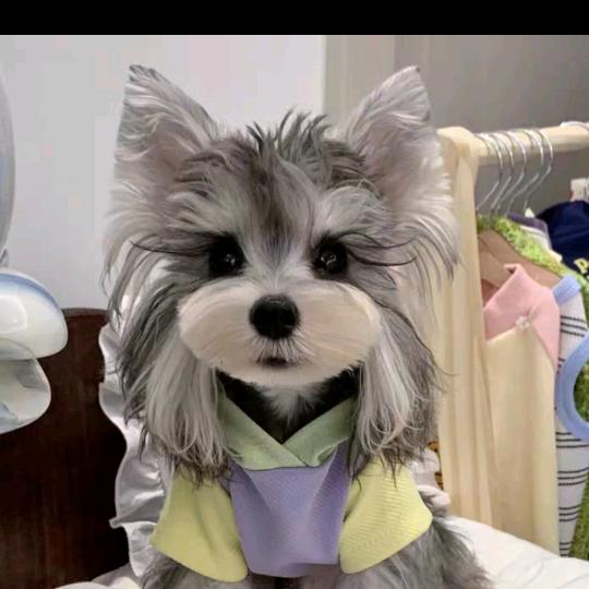 一生所爱🤡专业雪纳瑞繁育🤡（种公借配