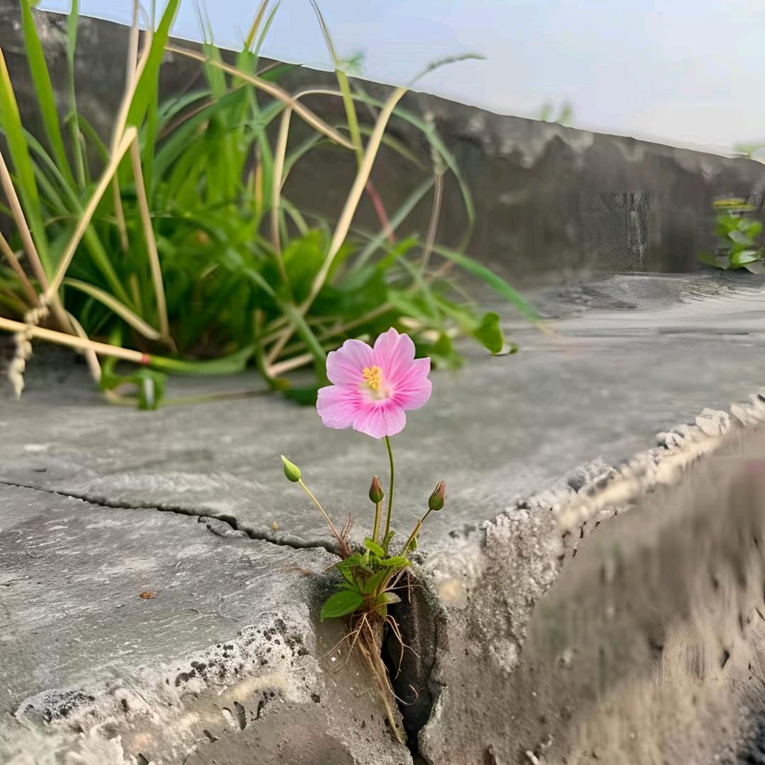 芬芳