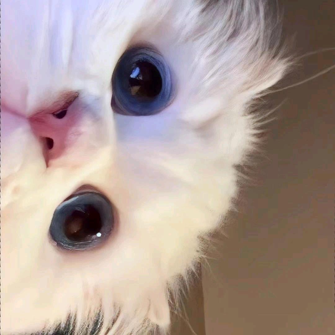 月儿弯弯🌙