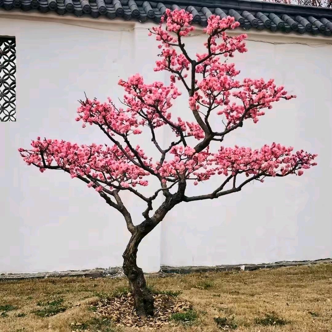 安国市庆州苗木花卉农民专业合作社