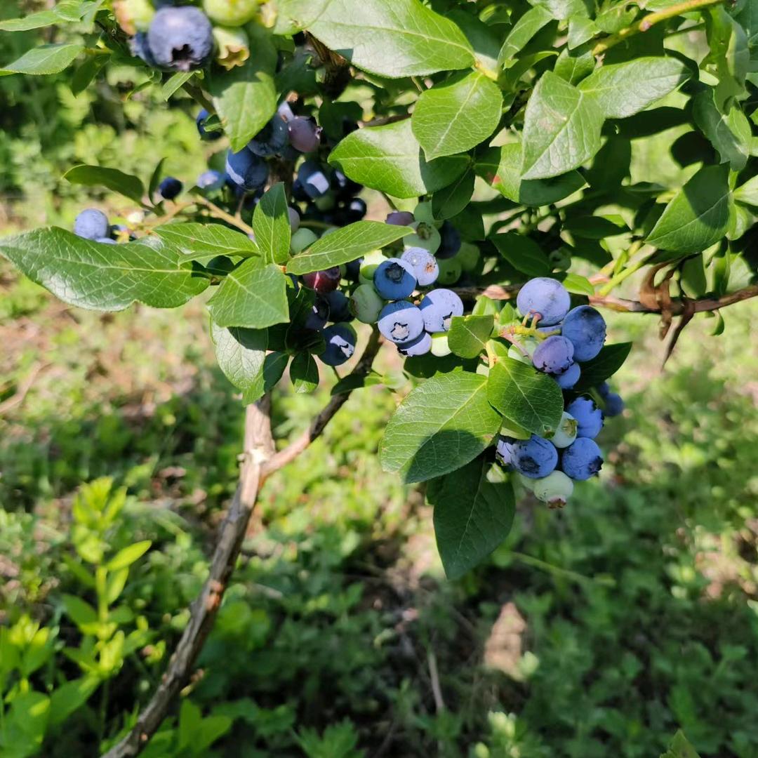 蓬莱和易农场