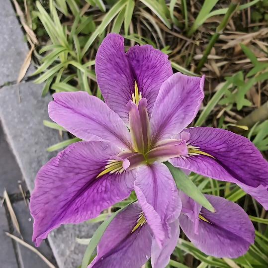 谭龙吾