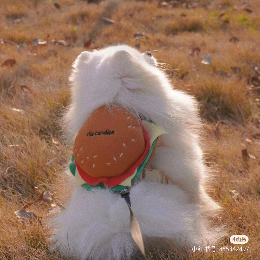 一直在努力的肆肆呀