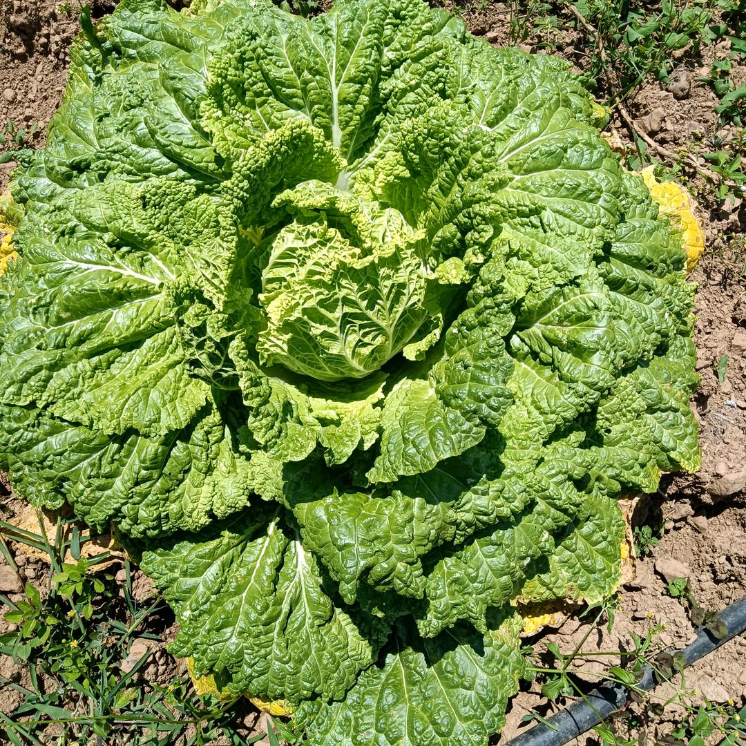 吉克