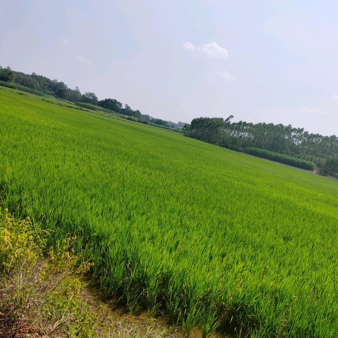 夏fen