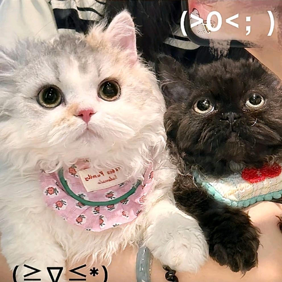 Txmmm.