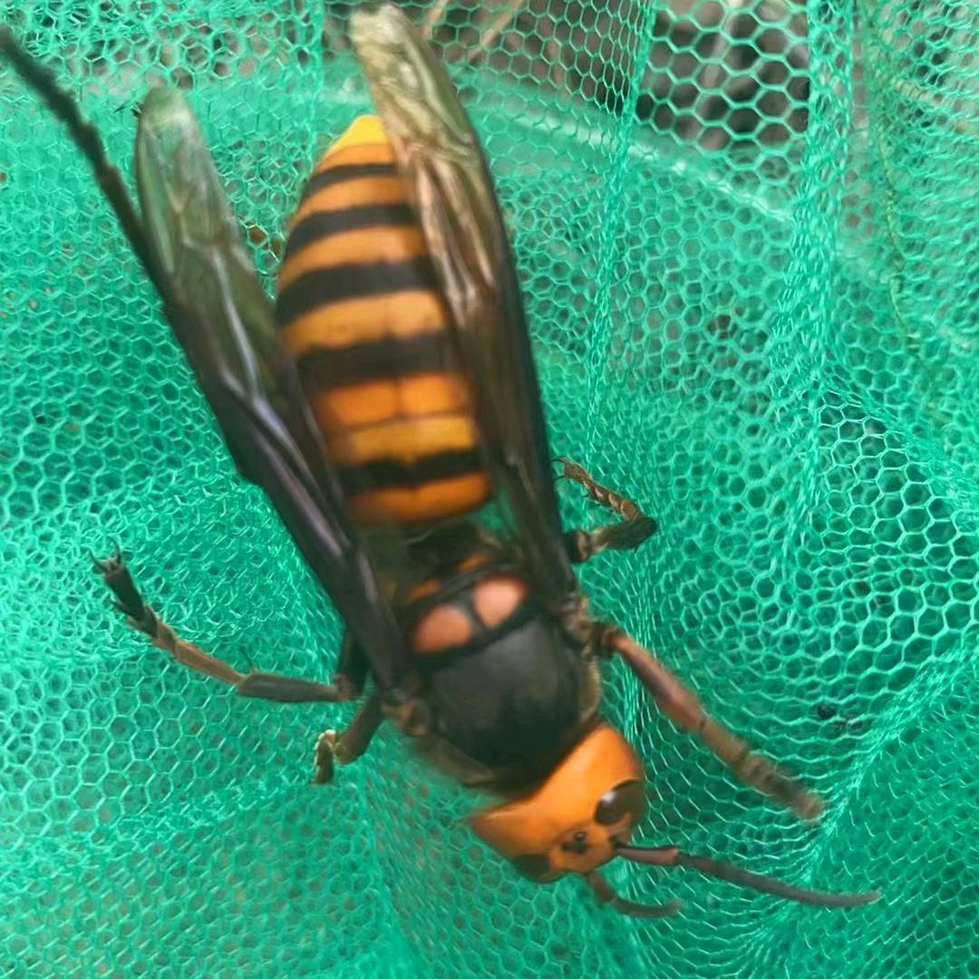 四川荥经。天全，黄脚，七里，金环，黑尾