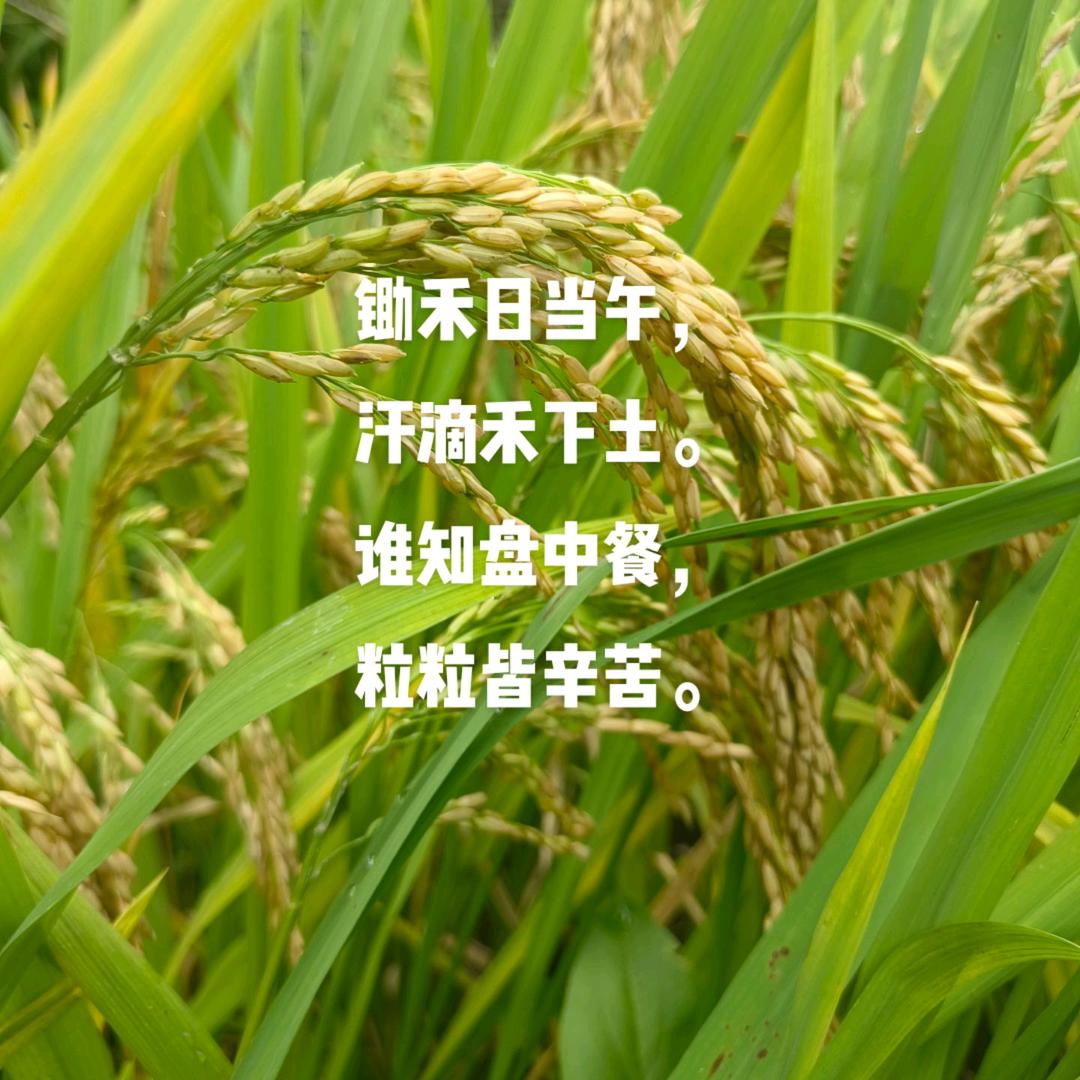 今晚吃灵芝