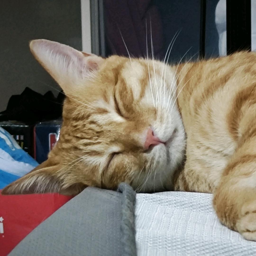 睡觉大王💤