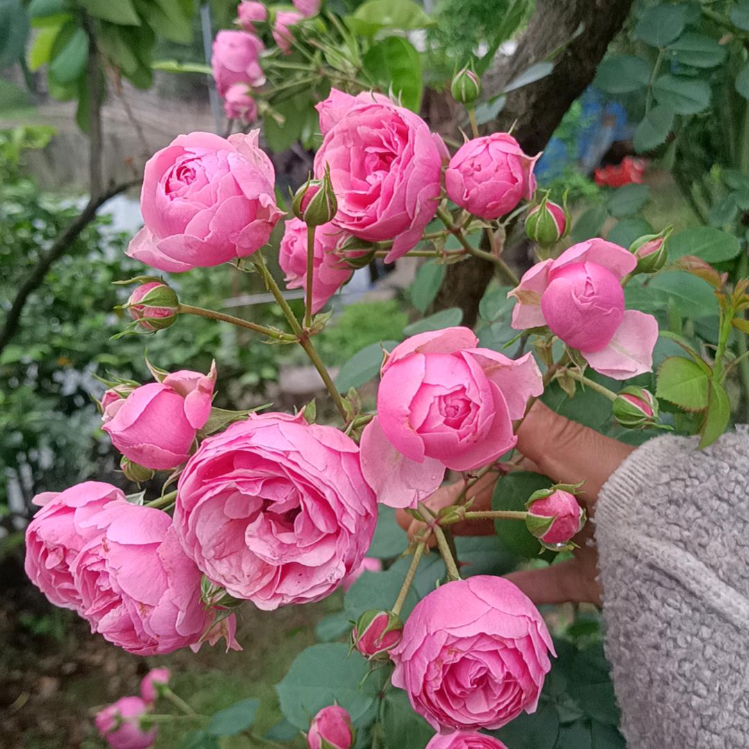 谢谢你点赞周姐