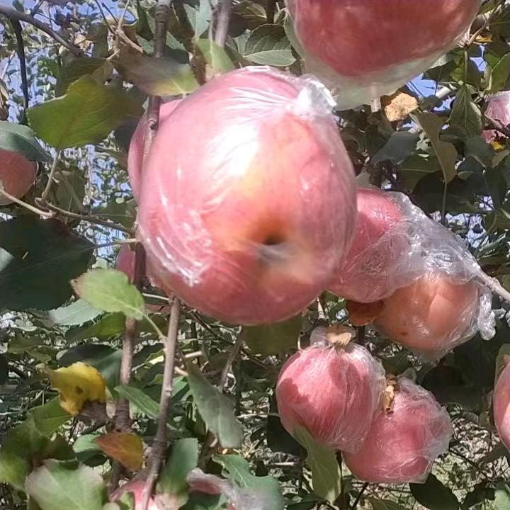 福寿屯村旱地龙矿源丰喜复合肥