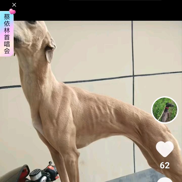 老闫专业玩高速狗