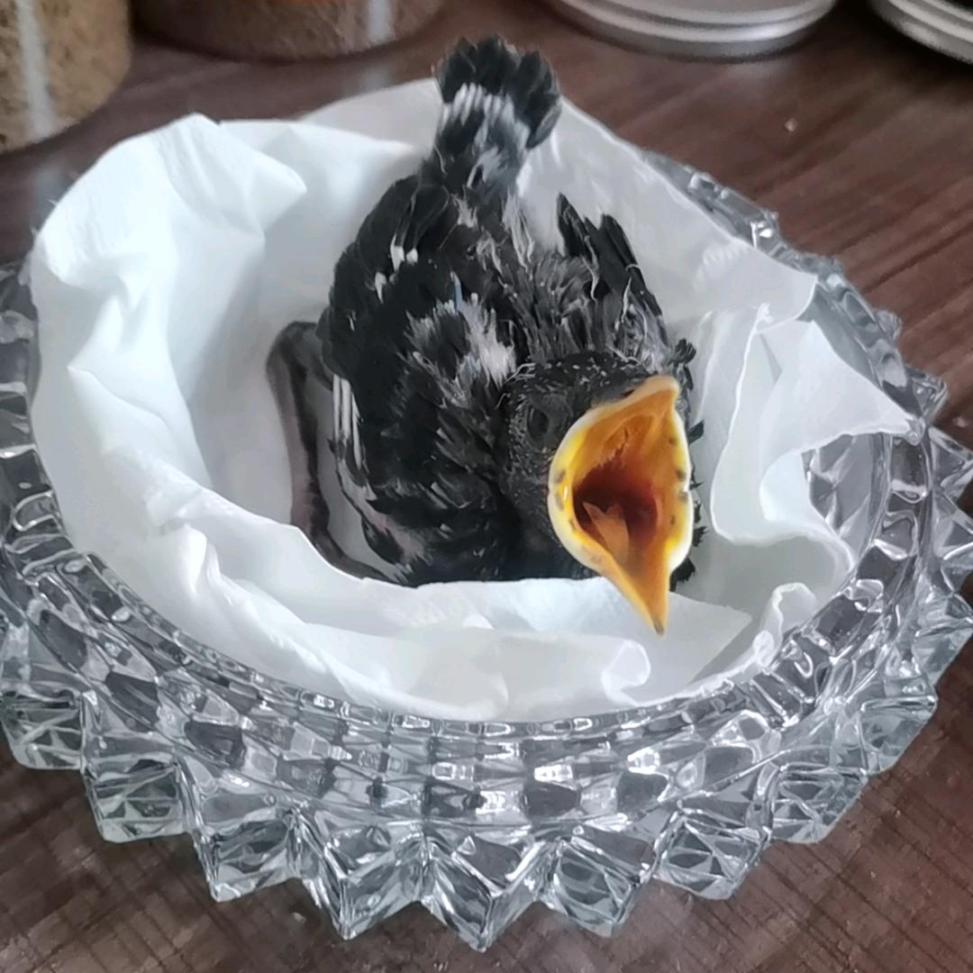 一只小八哥