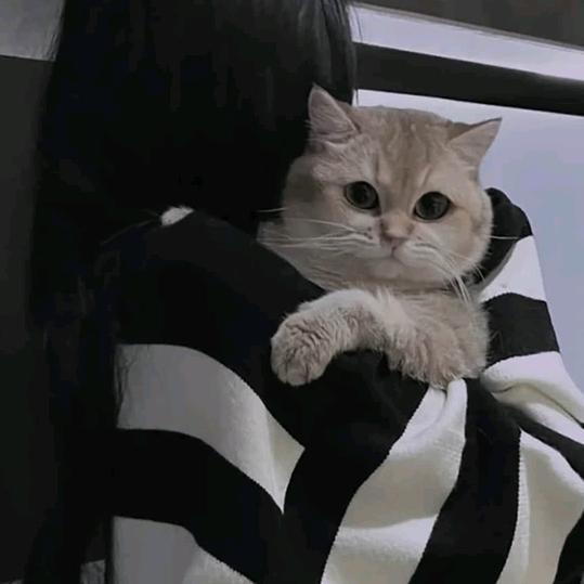 夜猫子…
