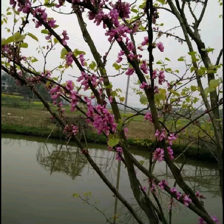 小龙女