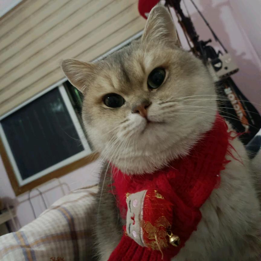 慧子